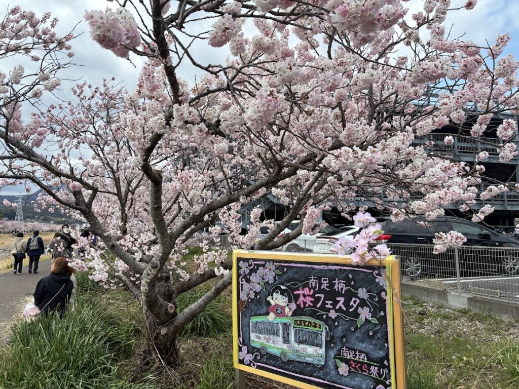 春木径の春めき桜