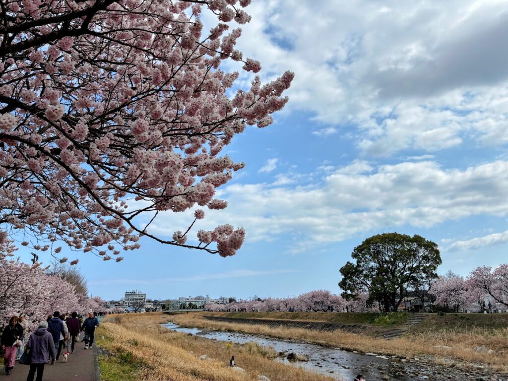 川沿いに咲く春木径の春めき桜